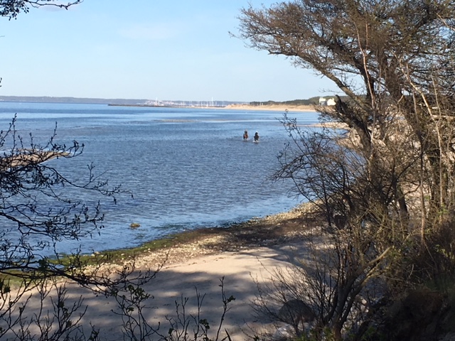 Heste i strandkanten 2018
